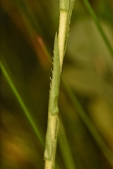 Eurybia eryngiifolia