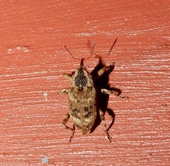 Rhadinomerus