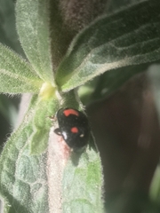 Dinocampus coccinellae