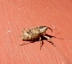 Rhadinomerus