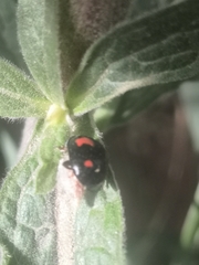 Dinocampus coccinellae