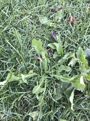 Taraxacum officinale