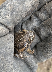 Limnodynastes dumerilii insularis
