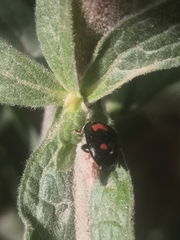 Dinocampus coccinellae