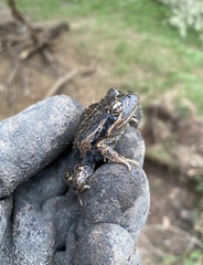 Limnodynastes dumerilii insularis