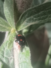 Dinocampus coccinellae
