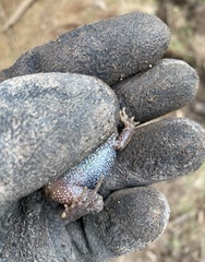Limnodynastes dumerilii insularis