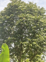 Koordersiodendron pinnatum