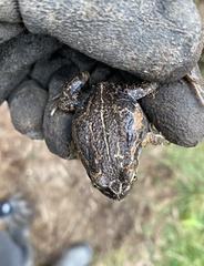 Limnodynastes dumerilii insularis