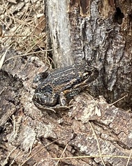 Limnodynastes dumerilii insularis