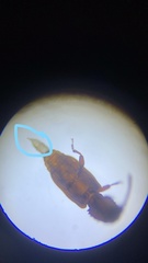 Oryzaephilus surinamensis