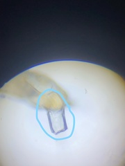 Oryzaephilus surinamensis