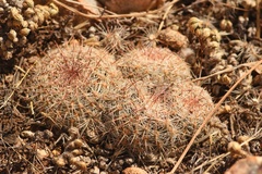Escobaria tuberculosa varicolor