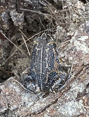 Limnodynastes dumerilii insularis