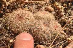 Escobaria tuberculosa varicolor