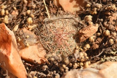 Escobaria tuberculosa varicolor