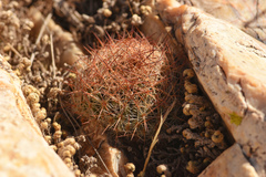 Escobaria tuberculosa