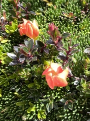 Gentianella rupicola