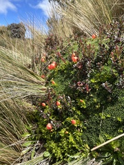 Gentianella rupicola