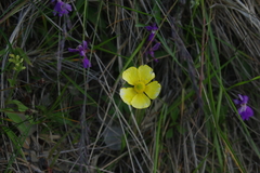 Ranunculus formosa-montanus