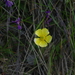 Ranunculus formosa-montanus - Photo (c) Cheng Te Hsu, algunos derechos reservados (CC BY-SA), subido por Cheng Te Hsu