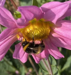 Bombus