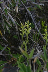 Platanthera brevicalcarata