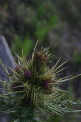 Cirsium arisanense