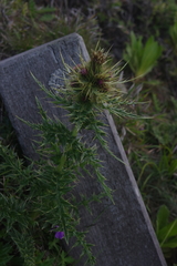 Cirsium arisanense