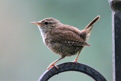 Troglodytes troglodytes hyrcanus
