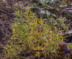 Cenolophium denudatum