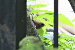 Troglodytes troglodytes hyrcanus