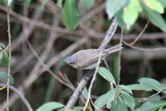 Phylloscopus collybita