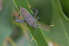 Amorbus atomarius