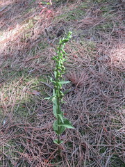 Epipactis phyllanthes