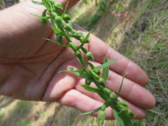 Epipactis phyllanthes