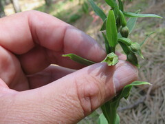 Epipactis phyllanthes