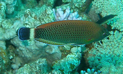 Pseudodax moluccanus
