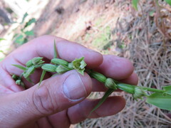 Epipactis phyllanthes