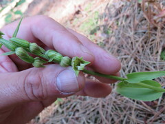 Epipactis phyllanthes