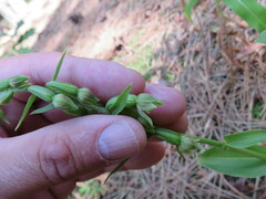 Epipactis phyllanthes