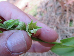 Epipactis phyllanthes