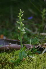 Platanthera brevicalcarata
