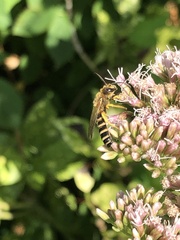 Halictus scabiosae