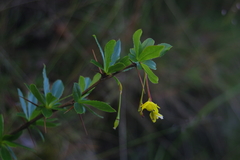 Berberis morrisonensis
