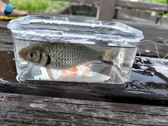 Systomus orphoides