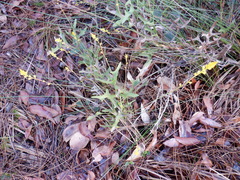 Synaphea gracillima