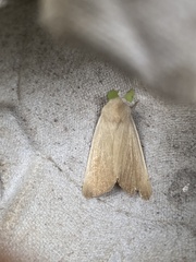 Arenostola phragmitidis