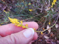 Synaphea gracillima