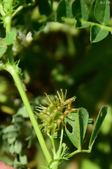 Medicago disciformis